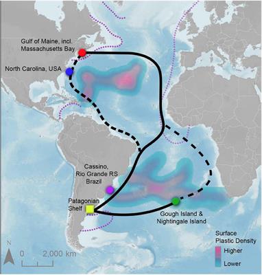 Birds of a Feather Eat Plastic Together: High Levels of Plastic Ingestion in Great Shearwater Adults and Juveniles Across Their Annual Migratory Cycle